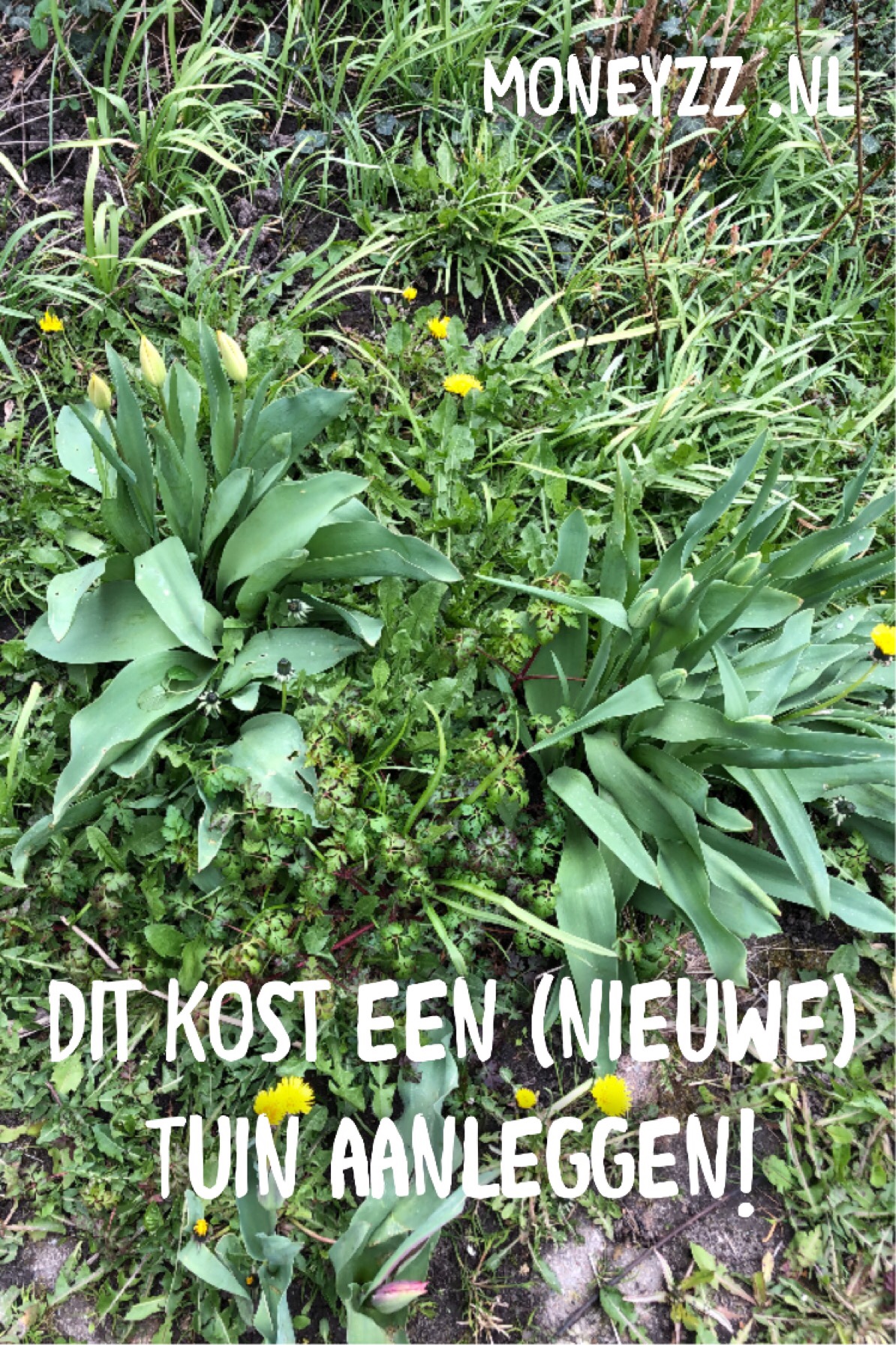 Dit kost een (nieuwe) tuin aanleggen