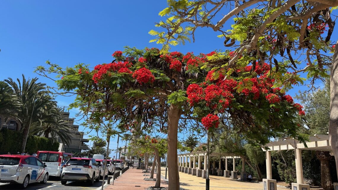 Mijn uitgaven Gran Canaria april 2025