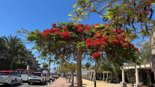 Mijn uitgaven Gran Canaria april 2025